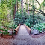 Muirwoods Bridge, Eric Larson