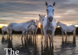 photo of horses