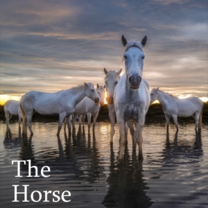 photo of horses